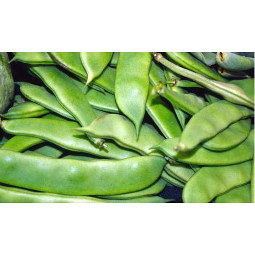 Broad Beans (শিম)
